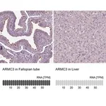Merck Anti-ARMC3 antibody produced in rabbit