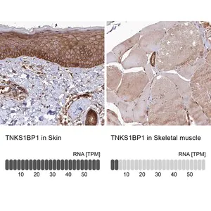 Merck Anti-TNKS1BP1 antibody produced in rabbit