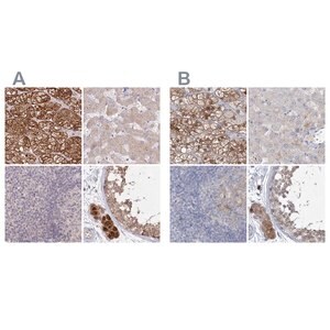 Merck Anti-AAMDC antibody produced in rabbit