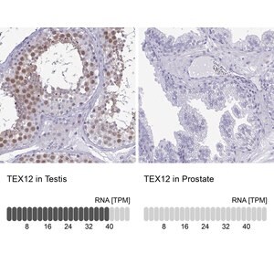 Merck Anti-TEX12 antibody produced in rabbit