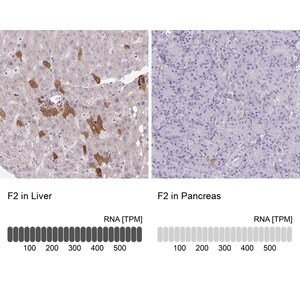 Merck Anti-F2 antibody produced in rabbit