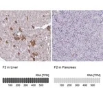 Merck Anti-F2 antibody produced in rabbit
