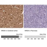 Merck Anti-NRGN antibody produced in rabbit
