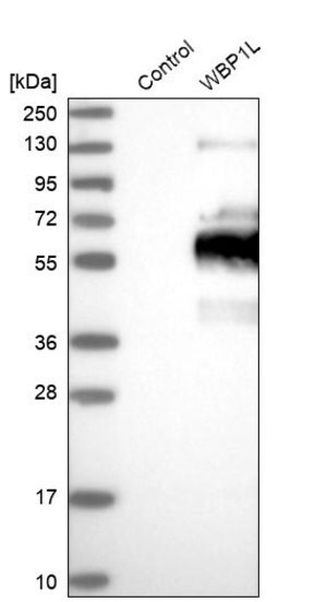 Merck Anti-WBP1L antibody produced in rabbit