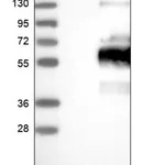 Merck Anti-WBP1L antibody produced in rabbit