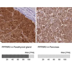 Merck Anti-PPP6R3 antibody produced in rabbit