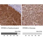 Merck Anti-PPP6R3 antibody produced in rabbit