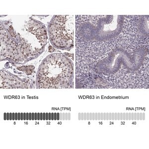 Merck Anti-WDR63 antibody produced in rabbit