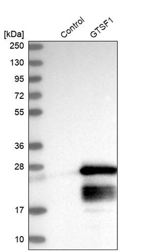 Merck Anti-GTSF1 antibody produced in rabbit