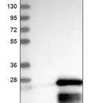 Merck Anti-GTSF1 antibody produced in rabbit