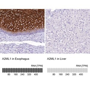 Merck Anti-A2ML1 antibody produced in rabbit