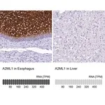 Merck Anti-A2ML1 antibody produced in rabbit