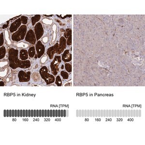 Merck Anti-RBP5 antibody produced in rabbit