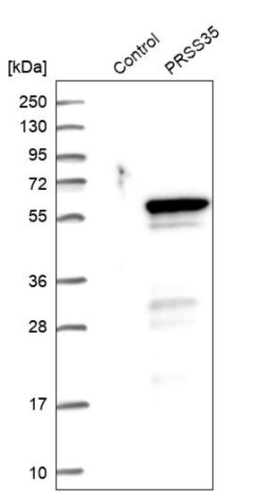 Merck Anti-PRSS35 antibody produced in rabbit