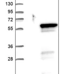 Merck Anti-PRSS35 antibody produced in rabbit