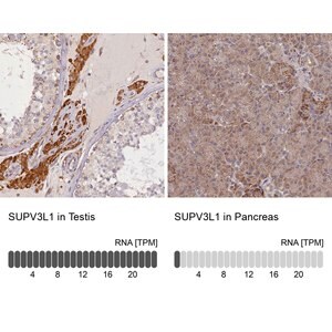 Merck Anti-SUPV3L1 antibody produced in rabbit