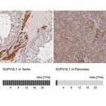 Merck Anti-SUPV3L1 antibody produced in rabbit