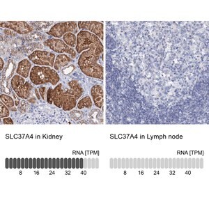 Merck Anti-SLC37A4 antibody produced in rabbit