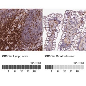 Merck Anti-CD3G antibody produced in rabbit
