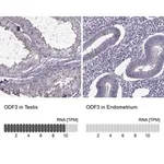 Merck Anti-ODF3 antibody produced in rabbit
