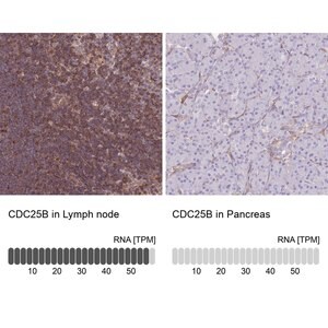 Merck Anti-CDC25B antibody produced in rabbit