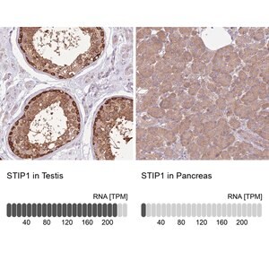 Merck Anti-STIP1 antibody produced in rabbit
