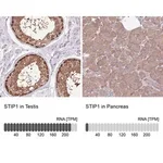 Merck Anti-STIP1 antibody produced in rabbit