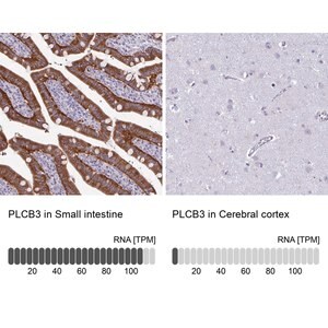 Merck Anti-PLCB3 antibody produced in rabbit