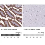 Merck Anti-PLCB3 antibody produced in rabbit