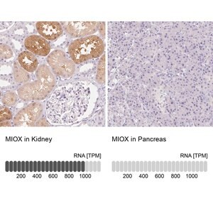 Merck Anti-MIOX antibody produced in rabbit