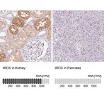 Merck Anti-MIOX antibody produced in rabbit