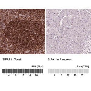 Merck Anti-SIPA1 antibody produced in rabbit