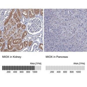 Merck Anti-MIOX antibody produced in rabbit