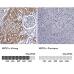 Merck Anti-MIOX antibody produced in rabbit