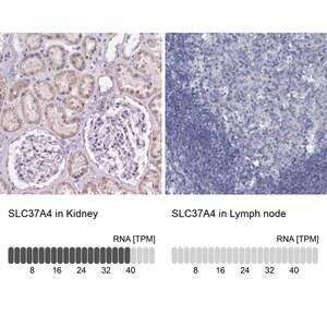 Merck Anti-SLC37A4 antibody produced in rabbit