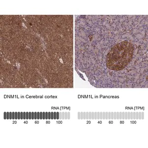 Merck Anti-DNM1L antibody produced in rabbit