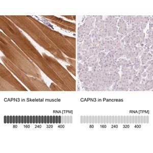 Merck Anti-CAPN3 antibody produced in rabbit