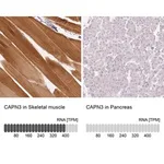 Merck Anti-CAPN3 antibody produced in rabbit