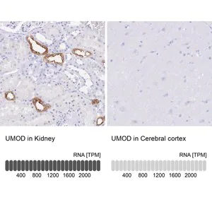 Merck Anti-UMOD antibody produced in rabbit