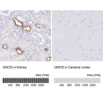 Merck Anti-UMOD antibody produced in rabbit