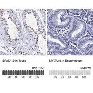 Merck Anti-SPATA19 antibody produced in rabbit