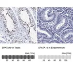 Merck Anti-SPATA19 antibody produced in rabbit
