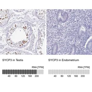 Merck Anti-SYCP3 antibody produced in rabbit