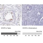 Merck Anti-SYCP3 antibody produced in rabbit