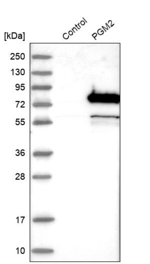 Merck Anti-PGM2 antibody produced in rabbit