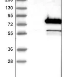 Merck Anti-PGM2 antibody produced in rabbit