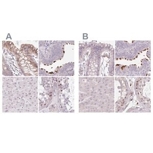 Merck Anti-TMEM237 antibody produced in rabbit