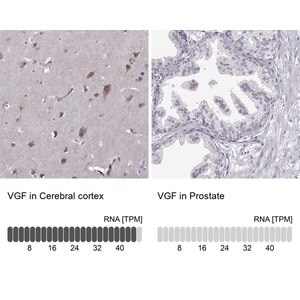 Merck Anti-VGF antibody produced in rabbit