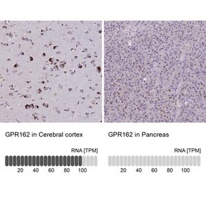 Merck Anti-GPR162 antibody produced in rabbit