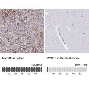 Merck Anti-MYO1F antibody produced in rabbit